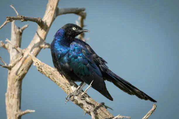 Ruppell long-tailed starling on thornbush looking back