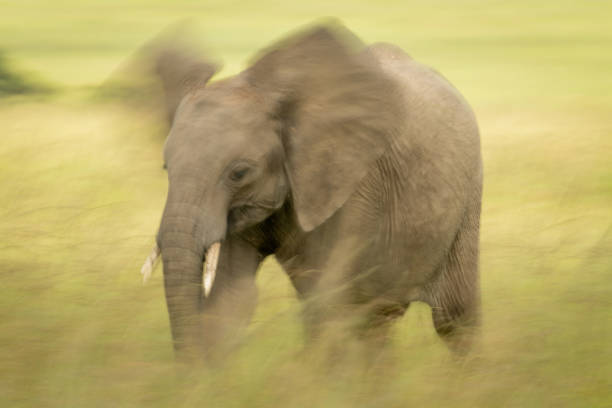 Magnificent elephants in the Serengeti Park evolving in the savannah