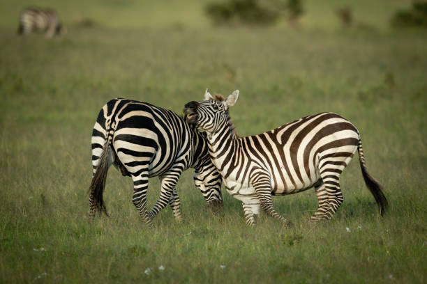 istock Two plains zebra play fighting near another 1309376915