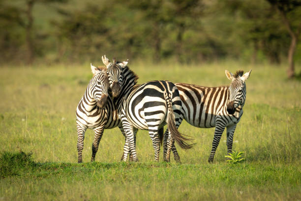 istock Two plains zebra play fighting near foal 1309376926
