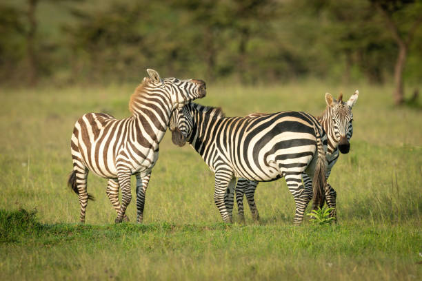 istock Two plains zebra play fight by foal 1309376931
