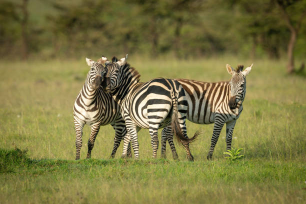 istock Two plains zebra play fighting by foal 1309376932