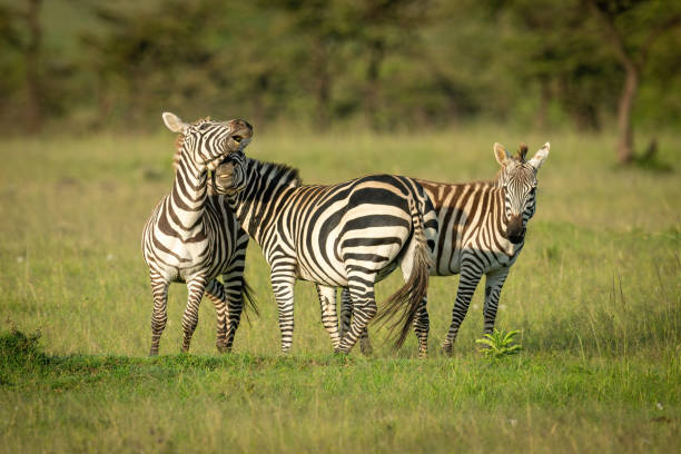 istock Two plains zebra play fight beside foal 1309376941