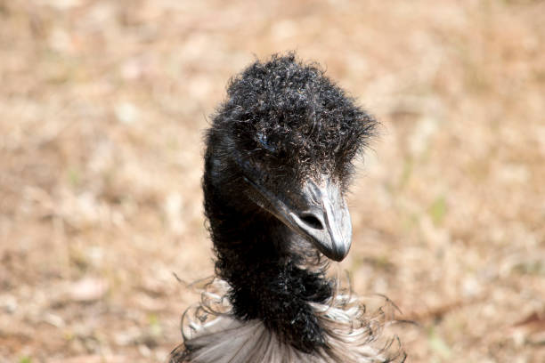 istock this is a close up of an Australian emu 1309377164