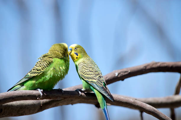 istock the two parakeets are perched on a branch 1309378035
