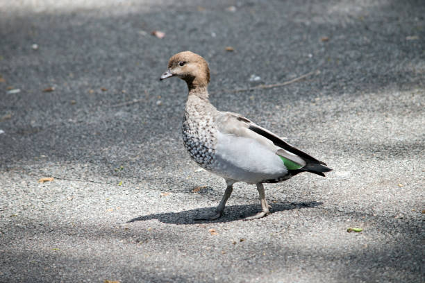 istock this is a side view of a  wood duck 1309378153