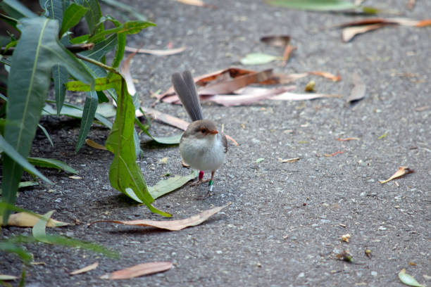 istock the female fairy wren has a long tail 1309378168