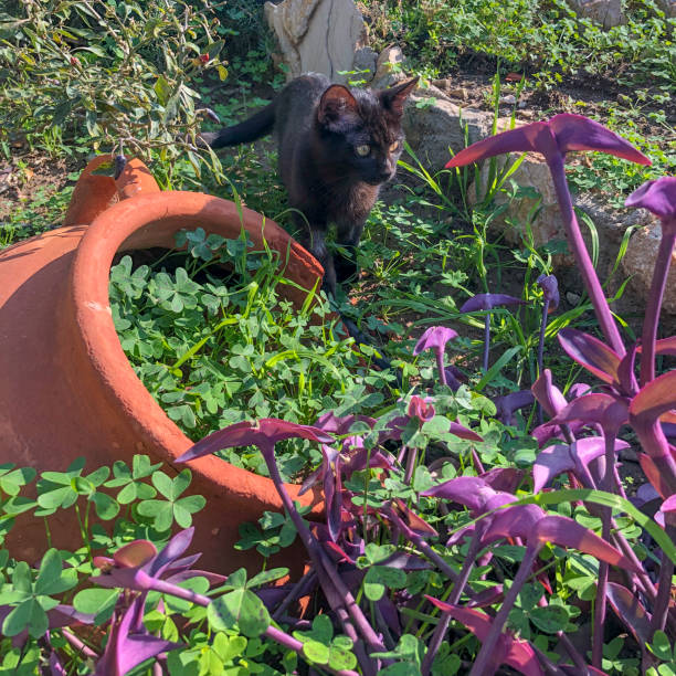 istock Black Cat in the garden 1309378867