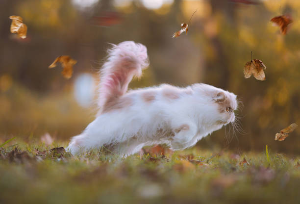 A Persian cat running among the autumn leaves.