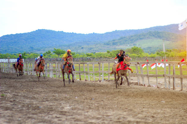 Main jaran is a Horse racing, compete quickly to reach the finish line, Kuda liar sumbawa : Indonesia march, 25 2021 Main jaran is a Horse racing, compete quickly to reach the finish line, Kuda liar sumbawa : Indonesia march, 25 2021 kentucky derby stock pictures, royalty-free photos & images