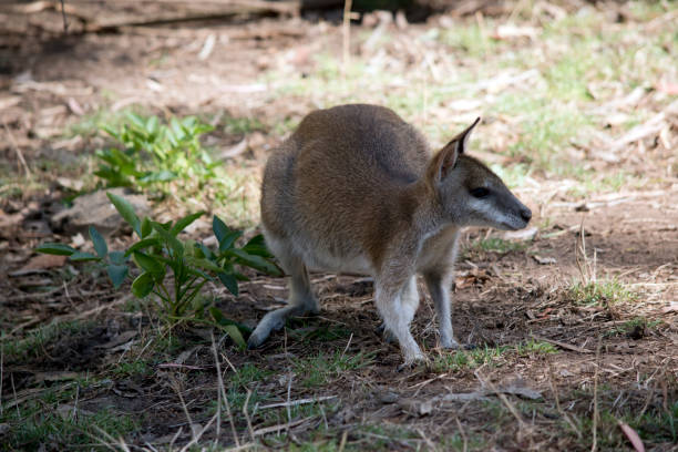 el ágil wallaby está buscando comida - agile wallaby fotografías e imágenes de stock