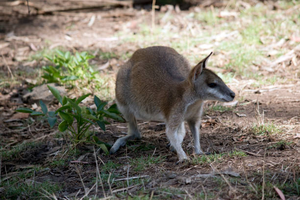 проворный валлаби ищет пищу - agile wallaby стоковые фото и изображения