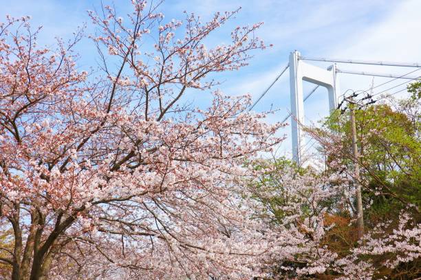 istock Shimanami Crown Bridge and cherry blossoms 1309379878