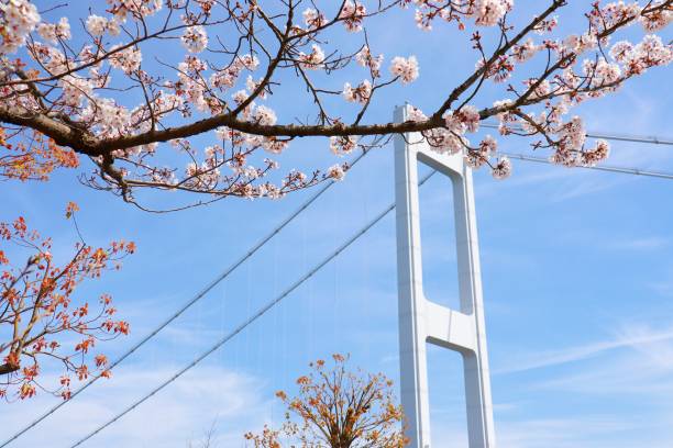 istock Shimanami Crown Bridge and cherry blossoms 1309379906
