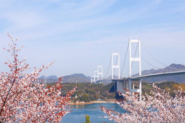 istock Shimanami Crown Bridge and cherry blossoms 1309379914