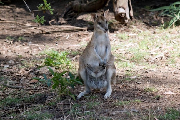 el ágil wallaby está de pie sobre sus patas traseras - agile wallaby fotografías e imágenes de stock