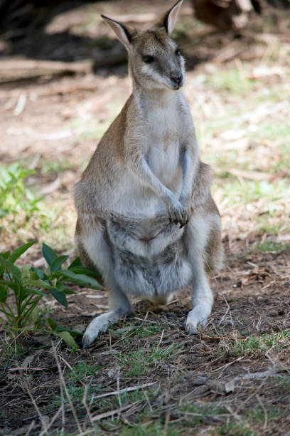 el ágil wallaby está de pie sobre sus patas traseras - agile wallaby fotografías e imágenes de stock