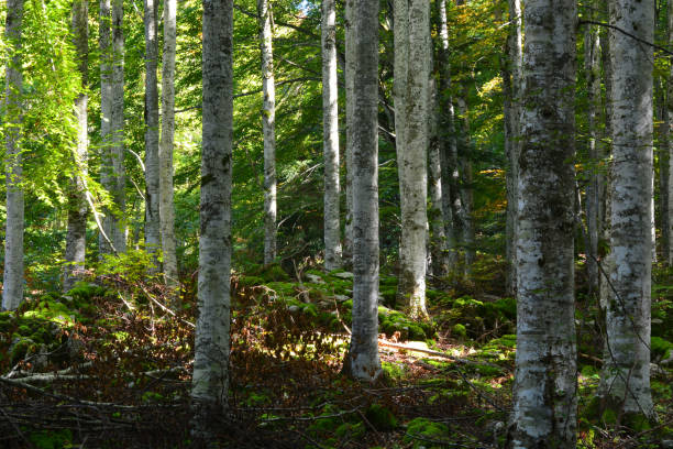istock the forest turns green in april 1309381581