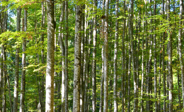 kuvapankkikuvat ja rojaltivapaat kuvat aiheesta metsän vihreä keväällä - aspen tree