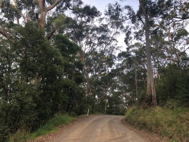 istock Dirt road in the country 1309381857