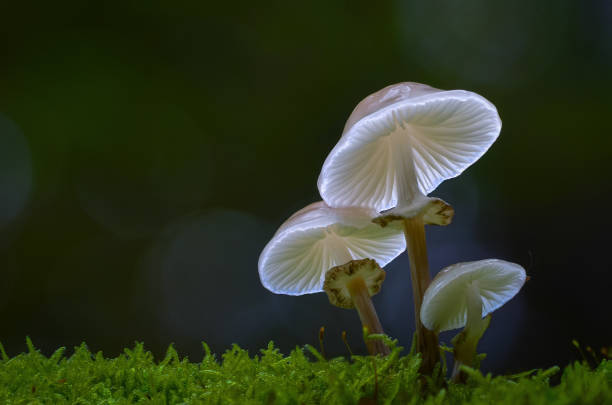 Porcelain fungus (Mucidula mucida) is an edible mushroom specific to beech wood and can be found throughout northern and central Europe. It is very slimy and its name \
