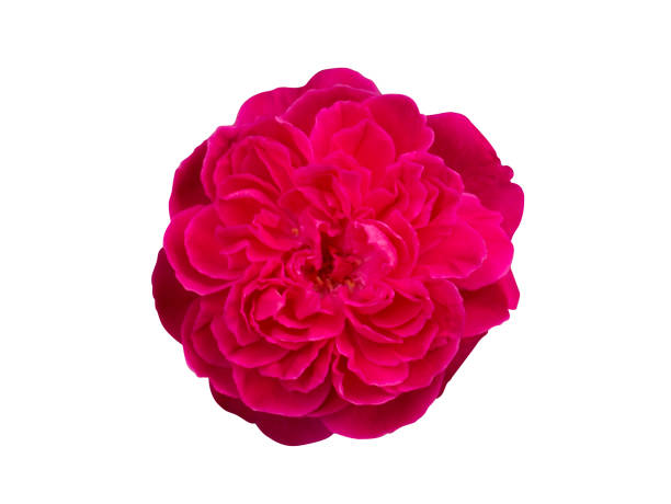 istock Close up deep pink of Damask Rose flower 1309386957