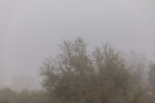 An oak in dense fog and cold weather, Devon UK.