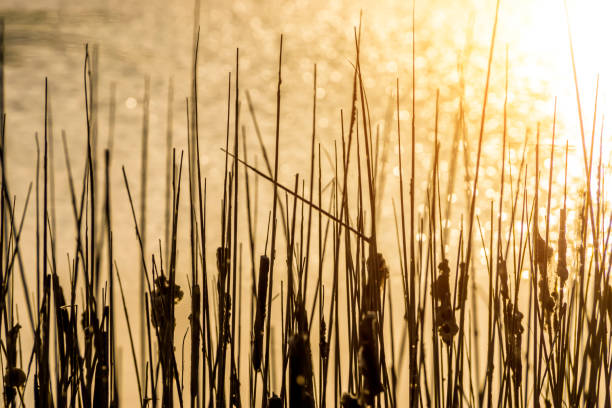 istock Silhouette of Cat-tail plant on blur background with sunlight 1309387175