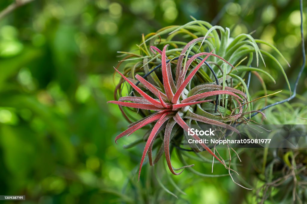 Close up Tillandsia air plant in the nature with blur background. Air Plant Stock Photo