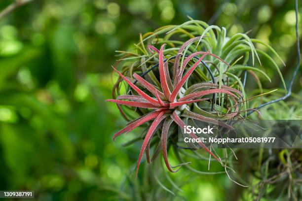 Close Up Tillandsia Air Plant In The Nature With Blur Background Stock Photo - Download Image Now