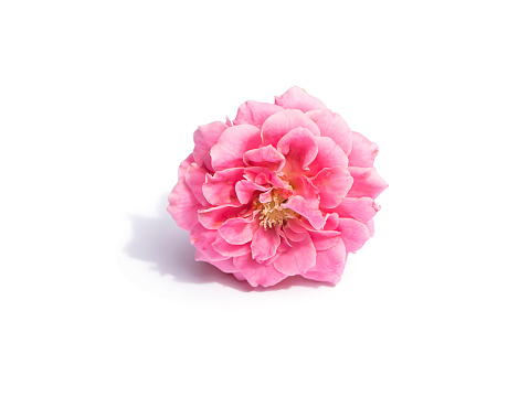 Pink of Rose flower on white background with soft shadow. (Scientific name Rosa damascena)