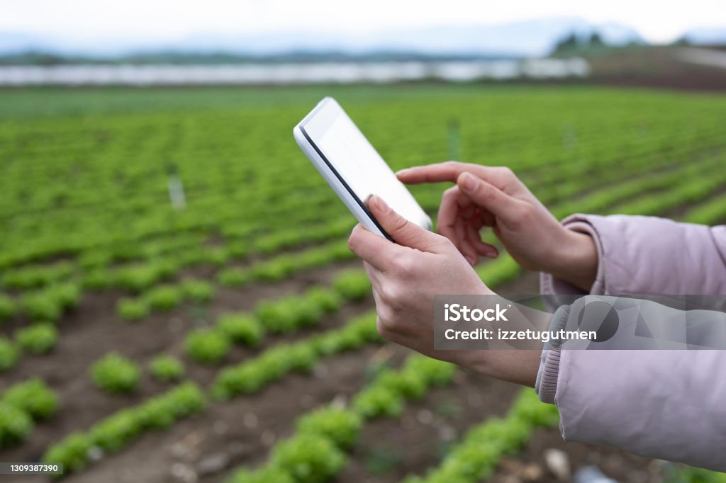 farmer woman using digital tablet for farming Agriculture Stock Photo