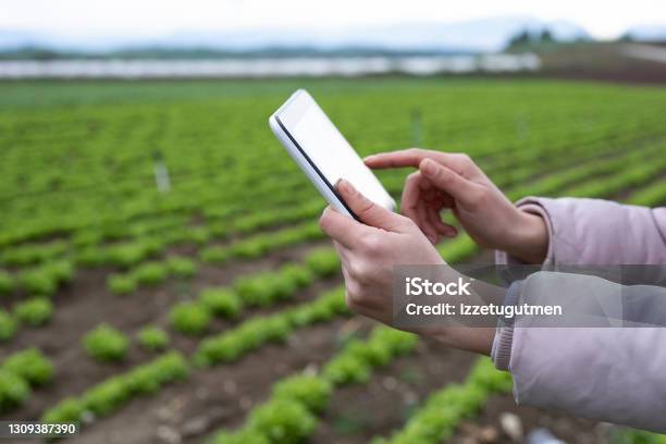 Farmer Woman Using Digital Tablet For Farming Stock Photo - Download Image Now - Agriculture, Smart Farming, Digital Tablet