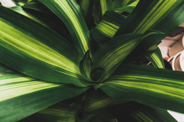 Dracaena fragrans massangeana tropical African bush leaf pattern nature