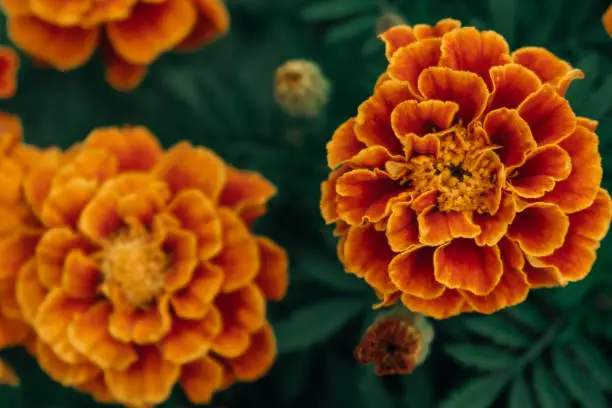 Beautiful orange-yellow marigolds close-up. Bright and colorful garden flowers. Medicinal plants. Selective focus, blurred background.