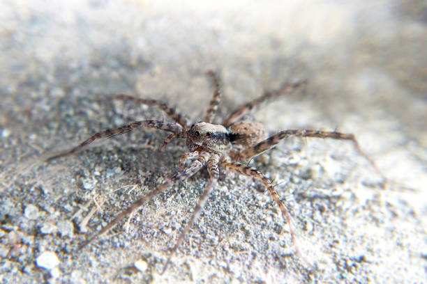 istock Spider gray macro merged with background close-up 1309389562