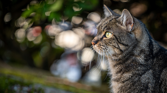 Portrait of a cat. Close up of one tabby cat with background of bokeh. Felis catus. Side view.