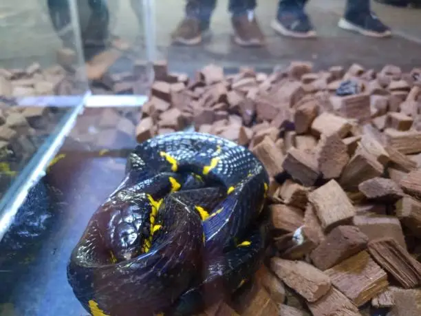 The golden-ringed snake, also known as the rope snake or mangrove snake, is a species of medium venomous snake from the Colubridae tribe. This snake was named the golden-ringed snake because of its brindles