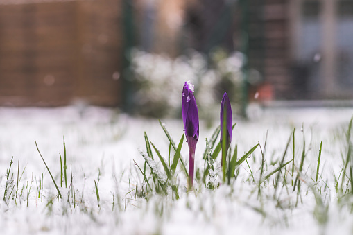 Snowy spring flowers in the front yard. Crocus in spring time.