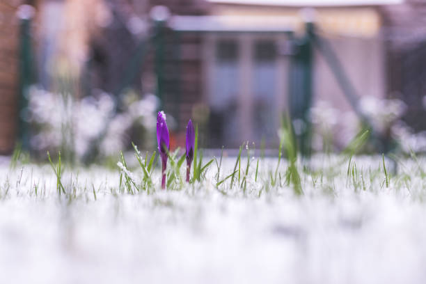 Crocus flowers on a spring day