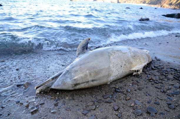delfino morto dalla spiaggia di sopelana. baschi. spagna - beached foto e immagini stock