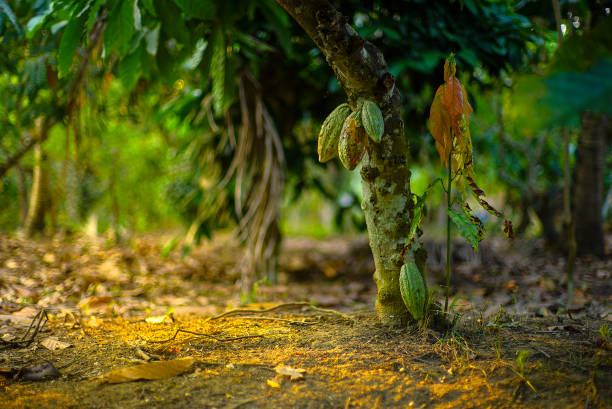 Chocolate tree Chocolate tree, Theobroma cacao with fruits bokeh background. cacao have varieties Trinitario, Forastero, and criollo cacao fruit stock pictures, royalty-free photos & images
