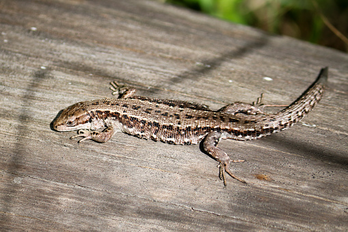 The viviparous lizard, or common lizard, (Zootoca vivipara) sits on an old dry log and bask in the sun.