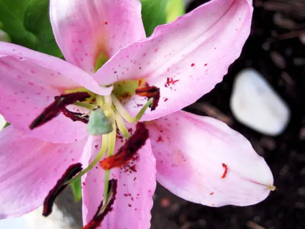 A charged of pollen pink lis flower with large pistil production and petals  focused on foreground.