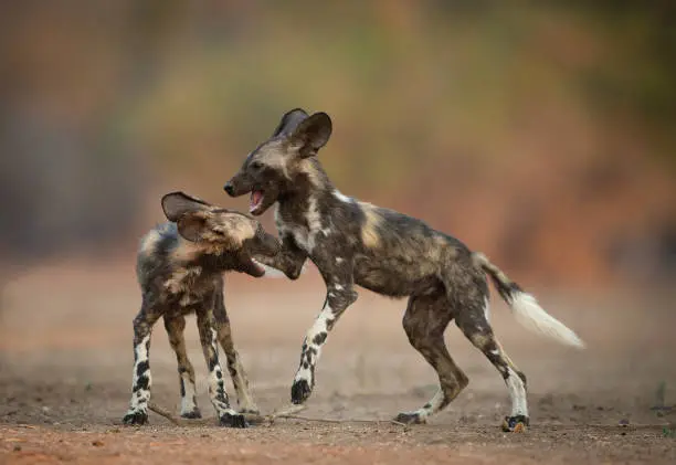 There are several names for the African wild dog, including African hunting dog, Cape hunting dog, painted hunting dog, painted dog, painted wolf, and painted lycaon