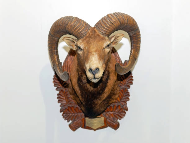 istock Big Horn Sheep Head Trophy 1309401381