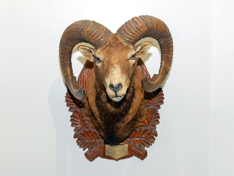 Big Horn Sheep Head Mounted at Wall Trophy