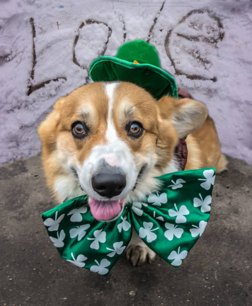 istock Pembroke Welsh Corgi with Love 1309401914