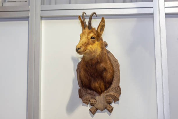 istock Wild Mountain Goat Taxidermy 1309402002