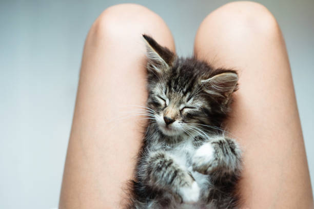 istock Cute little kitten lying in its owner's lap 1309402148